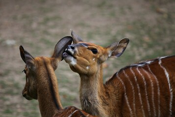 impala in the savannah