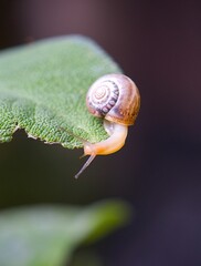 snail on a salvei © Tereza
