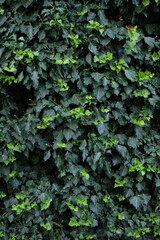 Ivy Hedera on brick wall texture for background.