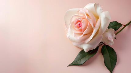 Delicate rose flower on a pink background.