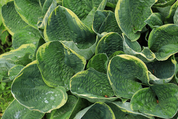Hosta with green leaves variety in the garden in summer closeup.