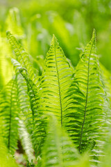 fern leaves