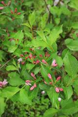 Beautiful veigela branch with bright pink flowers bells