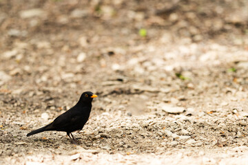 Little bird
