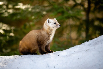 Pine Marten on a snow mound