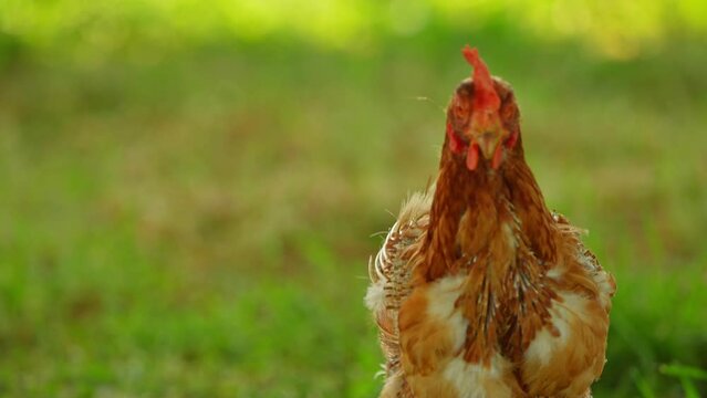 Funny egg layer chicken or hen with no feathers at the back walking freely at the animal farm at countryside. Free range farm bird.
