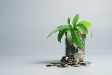 Investment and saving funds concept, financial market growth and development showing a plant growing out of a glass jar full of coins spilling out, on gray isolated background copy space top view.