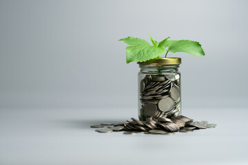 Investment and saving funds concept, financial market growth and development showing a plant growing out of a glass jar full of coins spilling out. Gray isolated background copy space front view.