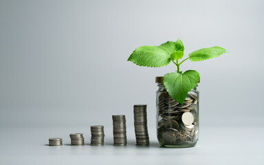 Investment and saving funds increasing rate concept, financial market growth and development showing a plant growing out of a glass jar full of coins. Gray isolated background copy space.