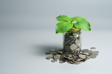 Investment and saving funds concept, financial market growth and development showing a plant growing out of a glass jar full of coins spilling out, on gray isolated background copy space top view.