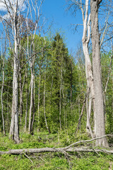 Drying and dying trees against the backdrop of a green forest and blue sky. Spring wilderness...