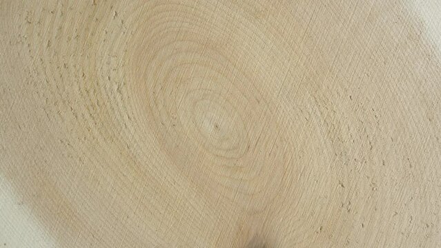 Wooden circle stump trunk tree rings background from top. Saw cross section cut tree trunk with tree age rings wood with counter clockwise rotation.