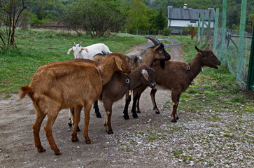 A herd of goats looking for grass on a mountain hill after a rain, Plana mountain, Bulgaria   