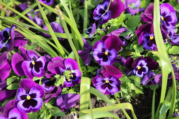 Parterre de pensées fleurs viola