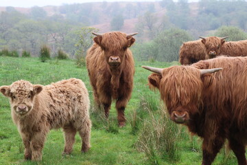 Troupeau de vaches écossaises