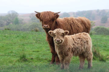 Vache et veau écossais © Joachim Martin