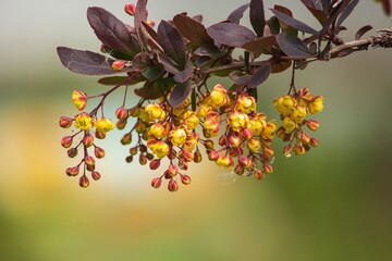 Branches of blossom barberry closeup