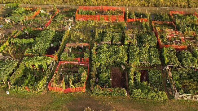 Permaculture trend result view. Sustainable design and systems in farming in the city downtown. Eco-friendly and organic environments with street gardening. Tactical urbanism in the city.