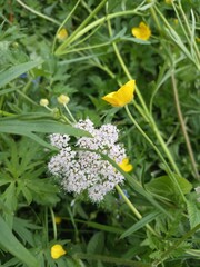 butterfly on a flower