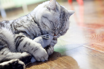 A gray British Shorthair cat playfully biting and pawing at a gray plush toy mouse.  