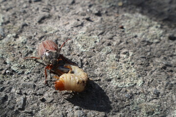 Khrushch and a large larva of Khrushch. The May beetle attacks the larva.