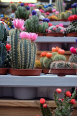 Desert Elegance on City Streets: Mesmerizing Cacti Display at Outdoor Plant Market - Embracing...