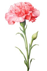 Carnation