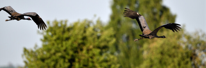 Vogel des Glücks. Freigestellte Kranich Vögel im Flug am Himmel. Webseiten Seitenansicht-Header-Vorlage vom frohen Pfingst-Sonntag als Wunscherfüller Symbol der Fruchtbarkeit