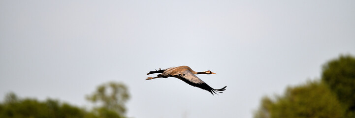 Vogel des Glücks. Freigestellter Kranich Vogel im Flug am Himmel. Seitenansicht-Header-Vorlage vom frohen Pfingst-Sonntag als Wunscherfüller Symbol der Fruchtbarkeit