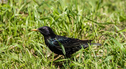 The common starling, scientifically known as Sturnus vulgaris, is a striking bird with glossy...