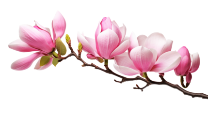 Pink spring magnolia flowers branch isolated.