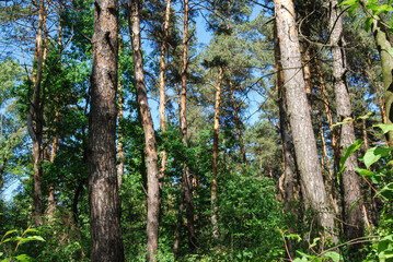 trees in sunny weather in a mixed forest