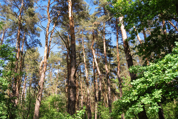 big pine trees among green leaves in summer forest