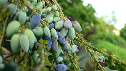 Generic Flower Buds in Spring