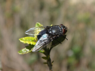Orange-bearded blue bottle fly (Calliphora vomitoria), female sitting on a small branch