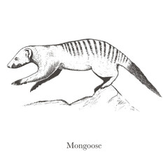 Banded mongoose Herpestidae