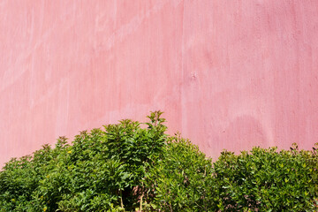 Green Climbing Plants on pink exterior building wall