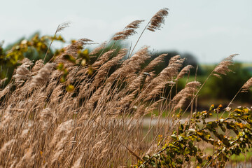 Dry reeds in a field in autumn. Autumn landscape.