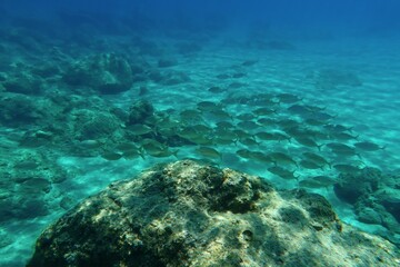 Rocky underwater seascape with school of swimming fish - mullets. Snorkeling with the marine life, underwater photography.  Wildlife in the blue ocean, fish and rocks. 
