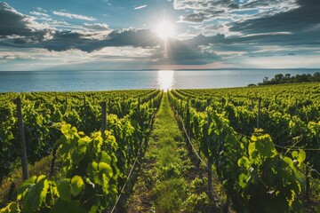 The sun shines over a vineyard next to the water, illuminating rows of grapevines, A picturesque...