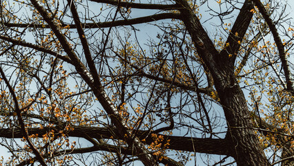Branch of a tree with yellow leaves on a background of blue sky