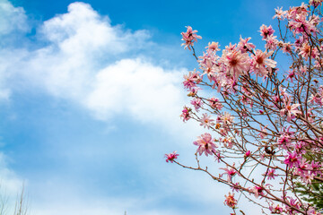 Blooming magnolia in spring against a background of blue sky with clouds. Beautiful buds of pink flowers close-up and flying clouds.