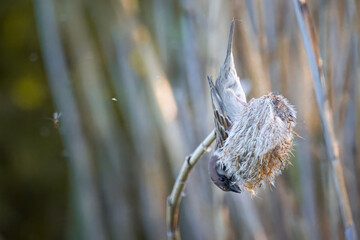 Eurasian tree sparrow sits on the dry reed and eats seeds on a sunny spring evening