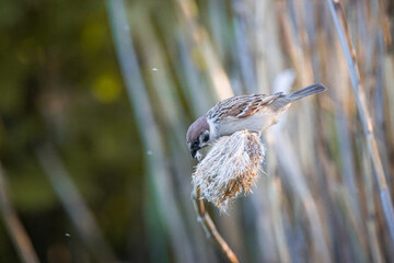 Eurasian tree sparrow sits on the dry reed and eats seeds on a sunny spring evening. 