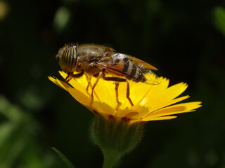 The band-eyed drone fly (Eristalinus taeniops), female sitting on a field marigold flower