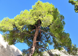 Upward View into Pine Tree Growing on Rock in Greece