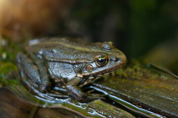 Aga toad, bufo marinus sitting on a tree log, amphibian inhabitant in wetland eco system, Haff Reimech 