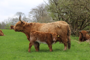 Vache &eacute;cossaise et son veau
