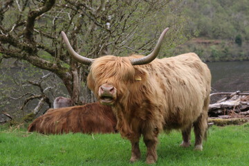 Vache écossaise bouche ouverte