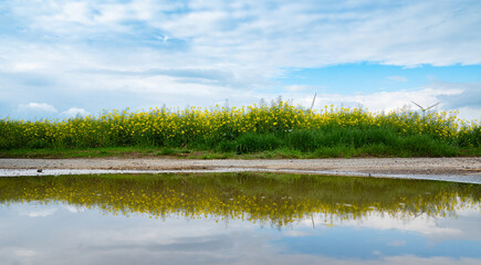 Landscape with yellow blooming raps field, reflection in the water, agriculture in spring,...